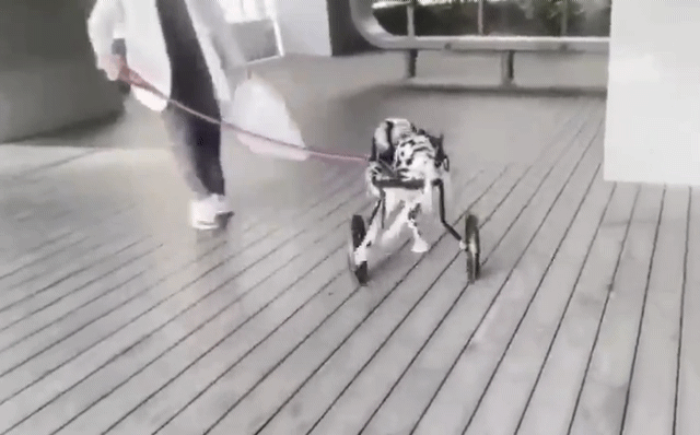 본문 이미지 - 휠체어 타고 달리는 달마티안&#40;스카이동물메디컬센터 제공&#41; ⓒ 뉴스1