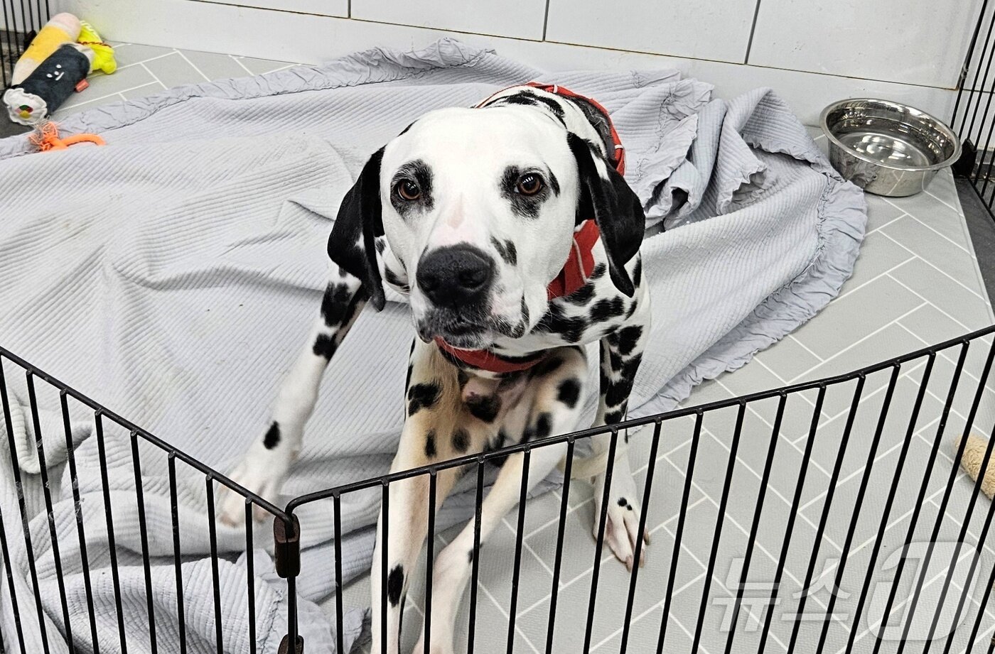본문 이미지 - 스카이동물메디컬센터에서 보호 중인 달마티안 ⓒ 뉴스1 최서윤 기자