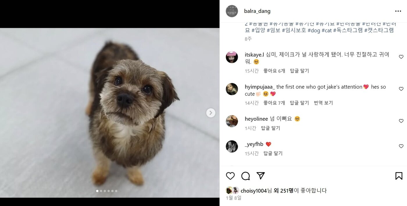 본문 이미지 - 제이크의 봉사활동 영상이 공개된 후, 발라당입양센터 인스타그램에 올라온 심미의 소개 게시물에는 팬들이 찾아와 응원 댓글을 남기고 있다. &#40;인스타그램 갈무리&#41; ⓒ 뉴스1