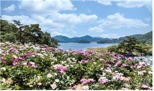 본문 이미지 - 임실 옥정호 작약꽃밭.(전북자치도 제공. 재판매 및 DB 금지)/뉴스1