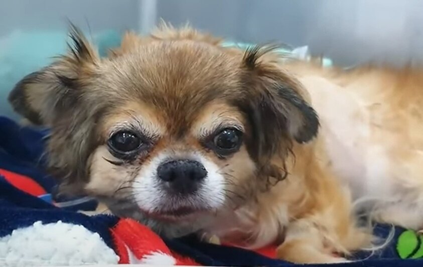 본문 이미지 - 수술 14일차 입원장 안에서 쉬고 있는 도도 (고려동물메디컬센터 제공) ⓒ 뉴스1