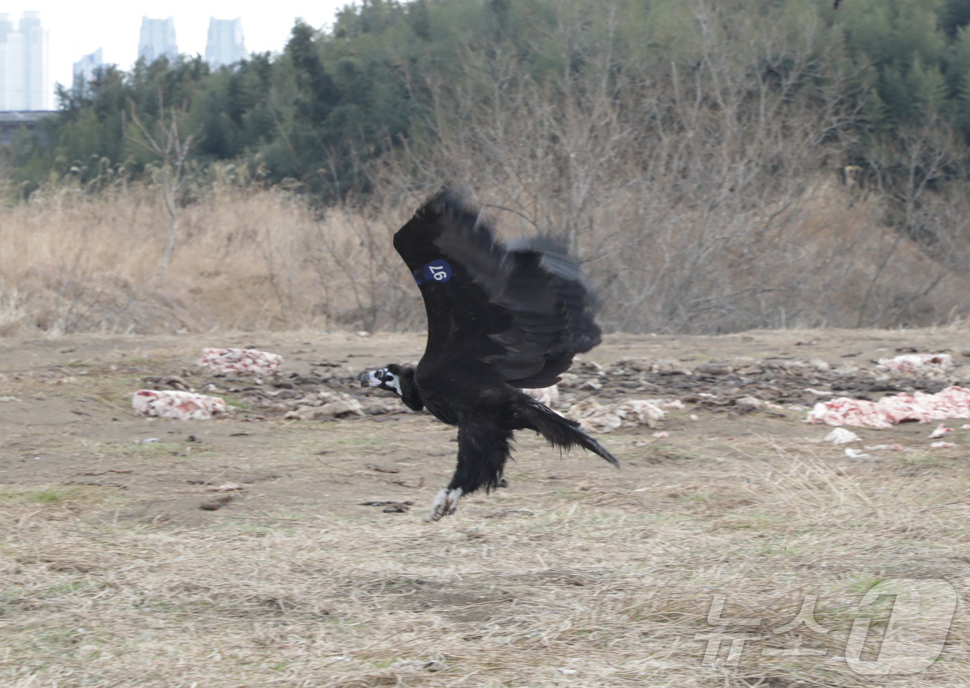 (울산=뉴스1) 김세은 기자 = 6일 오전 11시 울산 태화강 삼호섬 하중도에서 독수리 방사 행사가 개최됐다. 사진은 삼호섬으로 날아가는 97번 독수리 모습. 2025.3.6/뉴스 …