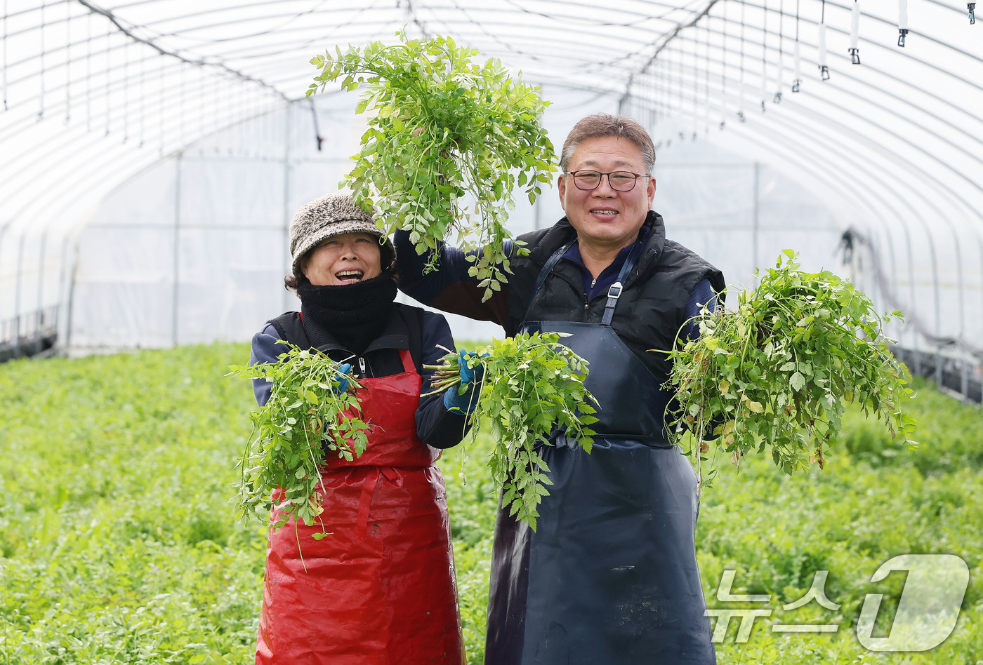 (서울=뉴스1) = 6일 경남 함양군 윗 새재농원 시설하우스에서 홍정표씨 부부가 고랭지 지하암반수로 재배한 청정 밭미나리를 수확하고 있다. (함양군 김용만 제공. 재판매 및 DB …