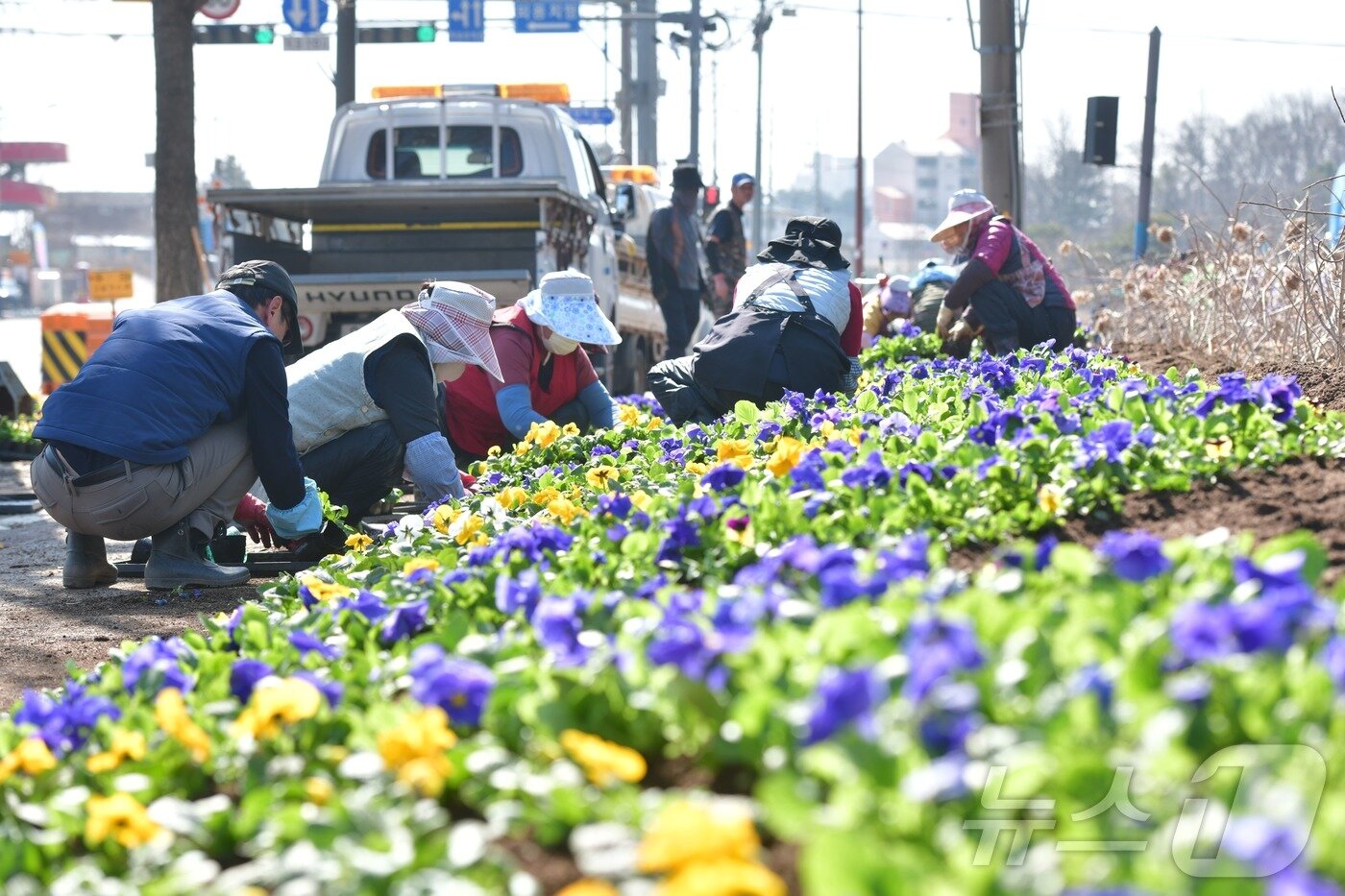 본문 이미지 - 6일 강원 속초시 일대에서 봄맞이 봄꽃 식재가 한창이다. 속초시는 직영 꽃묘장에서 생산한 팬지 등 봄꽃 38만본을 4월 중순까지 설악해맞이공원과 청초호 등 시 전역에 심을 계획이다.(속초시 제공, 재판매 및 DB 금지) 2025.3.6/뉴스1 ⓒ News1 윤왕근 기자