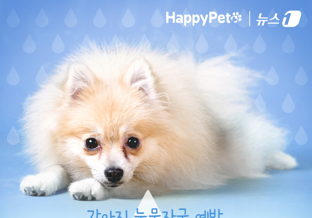 강아지 눈물자국 예방, 영양제 도움될까…"과장광고 주의"[펫카드]