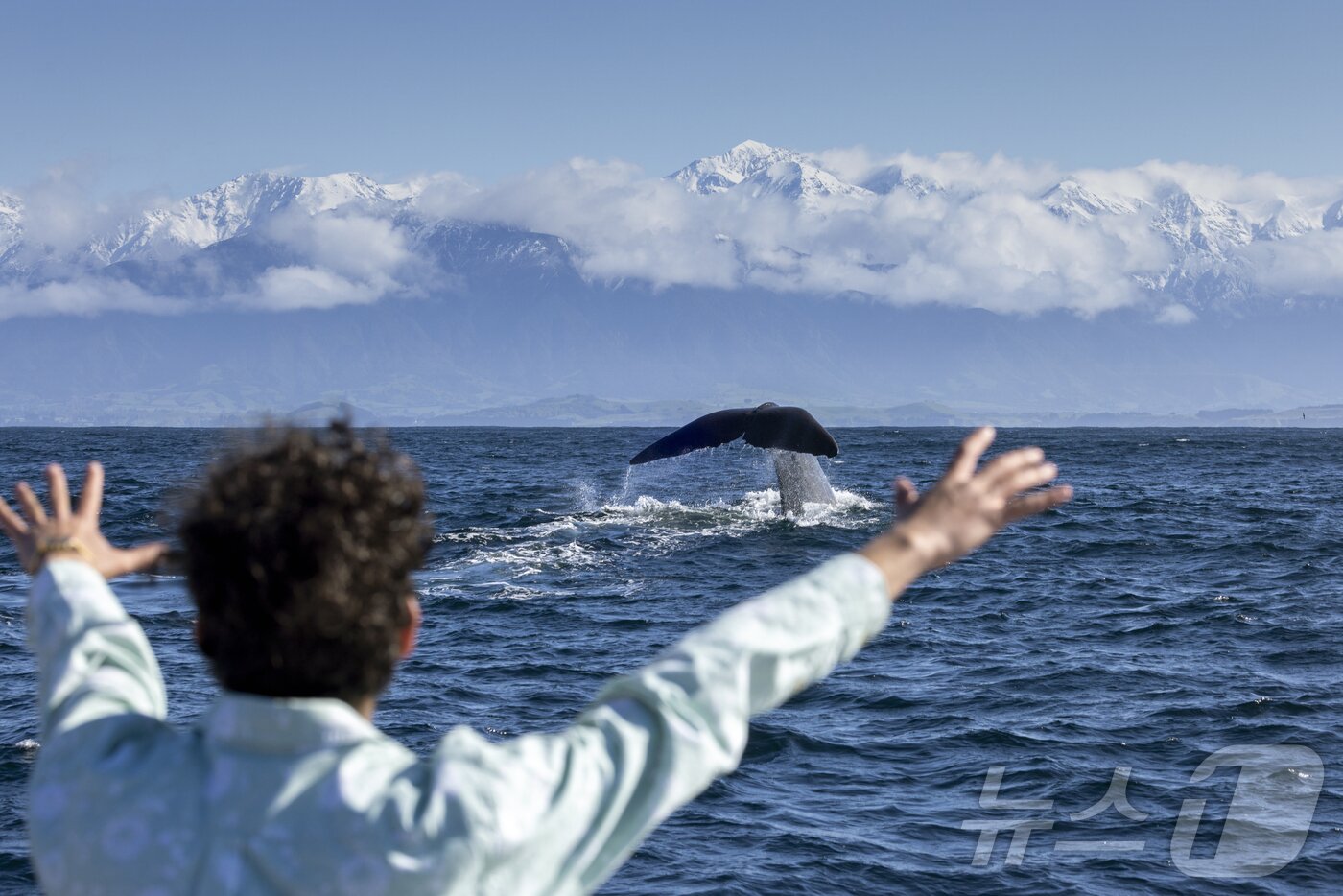 본문 이미지 - 고래 관광 크루즈&#40;뉴질랜드관광청 제공&#41;