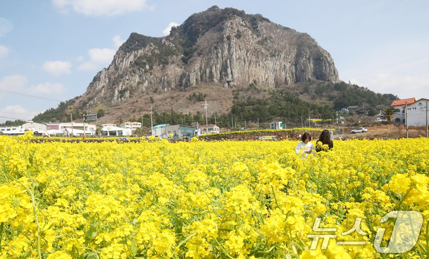 본문 이미지 - 7일 오전 서귀포시 안덕면 산방산 인근 유채꽃밭에서 관광객들이 이른 봄 정취를 즐기고 있다. 2025.3.7/뉴스1 ⓒ News1 오현지 기자