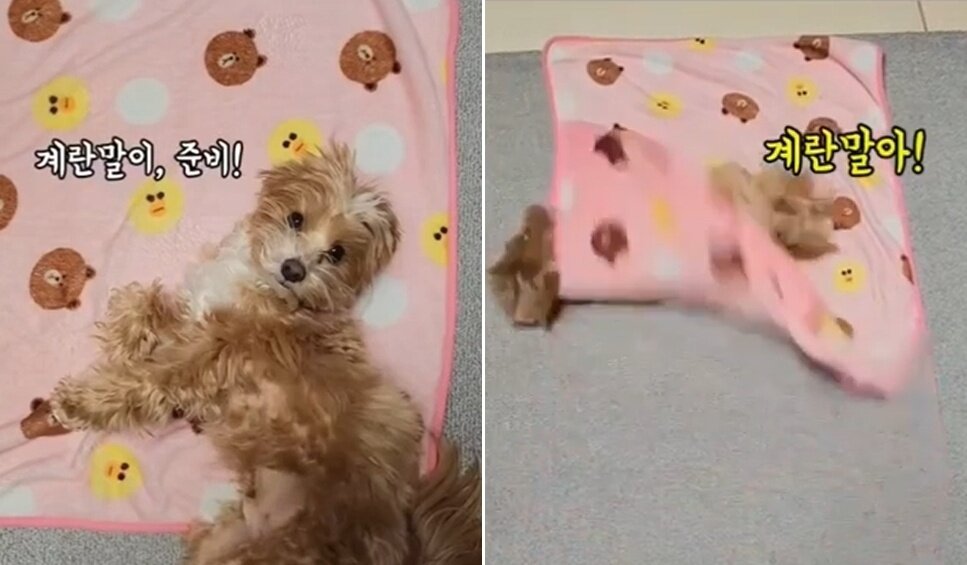 본문 이미지 - 계란말이 개인기를 보여주는 밤토리 (인스타그램 @bam__tr 제공) ⓒ 뉴스1