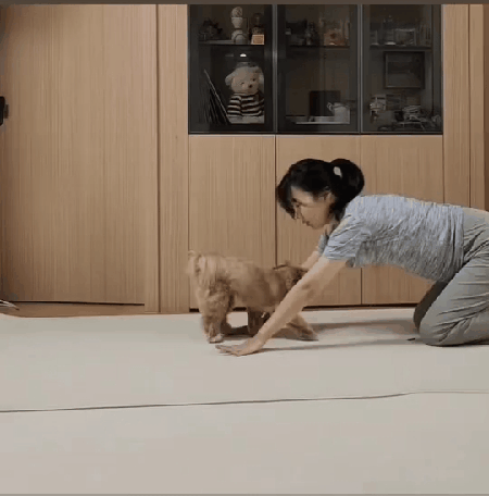 본문 이미지 - 요가 따라하는 밤토리 (인스타그램 @bam__tr 제공) ⓒ 뉴스1