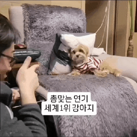 본문 이미지 - 밤토리의 총 맞는 연기 (인스타그램 @bam__tr 제공) ⓒ 뉴스1