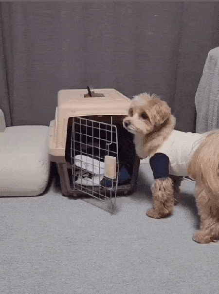 본문 이미지 - 스스로 크레이트 문 닫고 들어가는 밤토리 (인스타그램 @bam__tr 제공) ⓒ 뉴스1