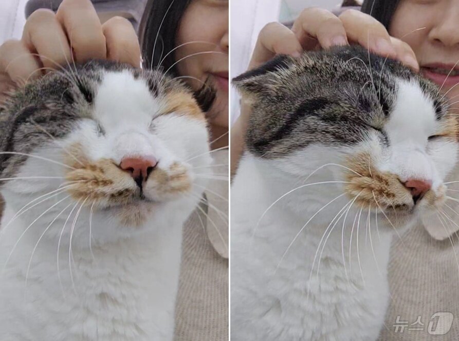 본문 이미지 - 손 닿으면 물개로 변신하는 고양이 &#39;향이&#39; ⓒ 뉴스1 한송아 기자