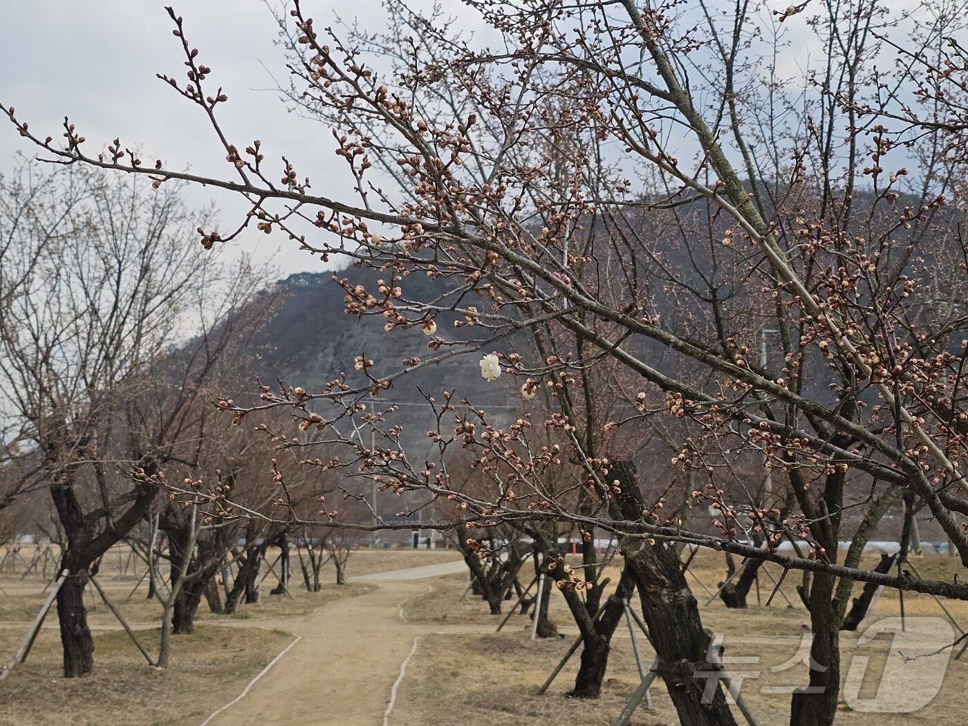 본문 이미지 - 8일부터 열리는 김해 상동 강변 매화축제장인 용당나루 매화공원의 매화가 피지 못한채 꽃망울만 달려 있다. ⓒ 뉴스1 박민석 기자