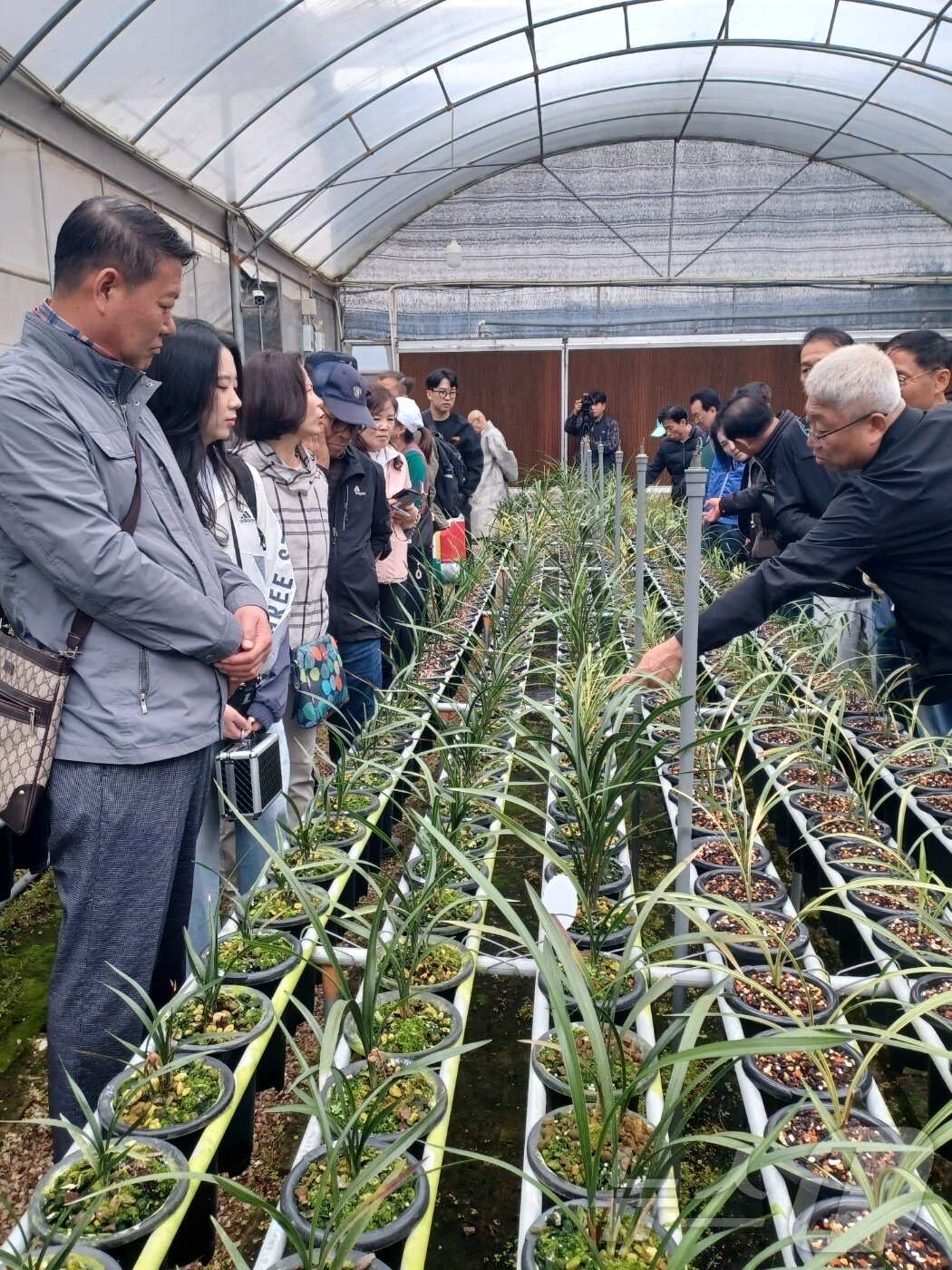 본문 이미지 - '한국난 산업화'를 추진하고 있는 전남 화순군의 현장견학팀이 중국의 난 선진지인 난징현의 한 난실을 찾아 설명을 듣고 있다.