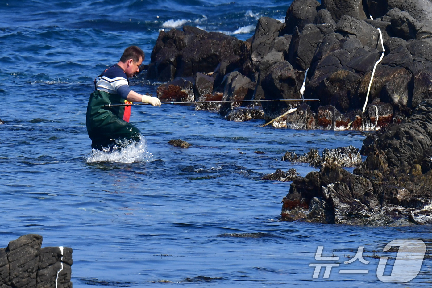 (포항=뉴스1) 최창호 기자 = 9일 경북 포항시 남구 호미곶 바다에서 마을 주민이 수산물을 채취하고 있다.  2025.3.9/뉴스1