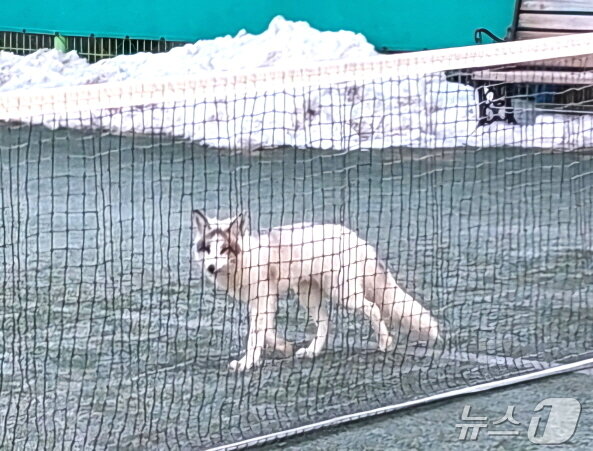 본문 이미지 - 지난 11일, 전주 덕진체련공원 테니스장에서 목격된 마블폭스.(전주시 제공. 재판매 및 DB 금지)/뉴스1