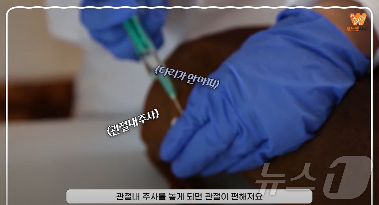 본문 이미지 - 월드펫동물메디컬센터 유튜브 화면 갈무리 ⓒ 뉴스1