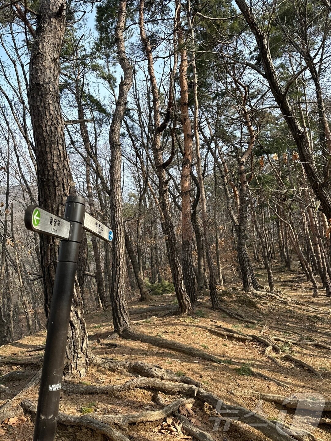 본문 이미지 - 예봉산 등산로에서 만나는 소나무숲. 2025.3.09. 뉴스1 ⓒ News1 이상휼 기자