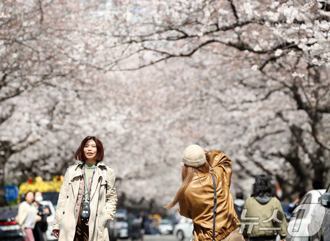 (부산=뉴스1) 윤일지 기자 = 1일 부산 수영구 남천동 한 아파트 단지 내 벚꽃군락지에서 외국인 관광객들이 활짝 핀 벚꽃을 배경으로 사진을 찍으며 봄 기운을 즐기고 있다.  20 …