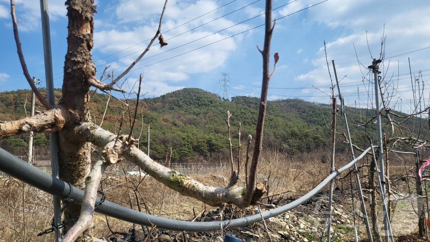 본문 이미지 - 1일 경북 의성군 단촌면 한 사과 농장에 사과 나무가 앙상하게 서 있다.2025.4.1/뉴스1 ⓒ News1 이성덕 기자