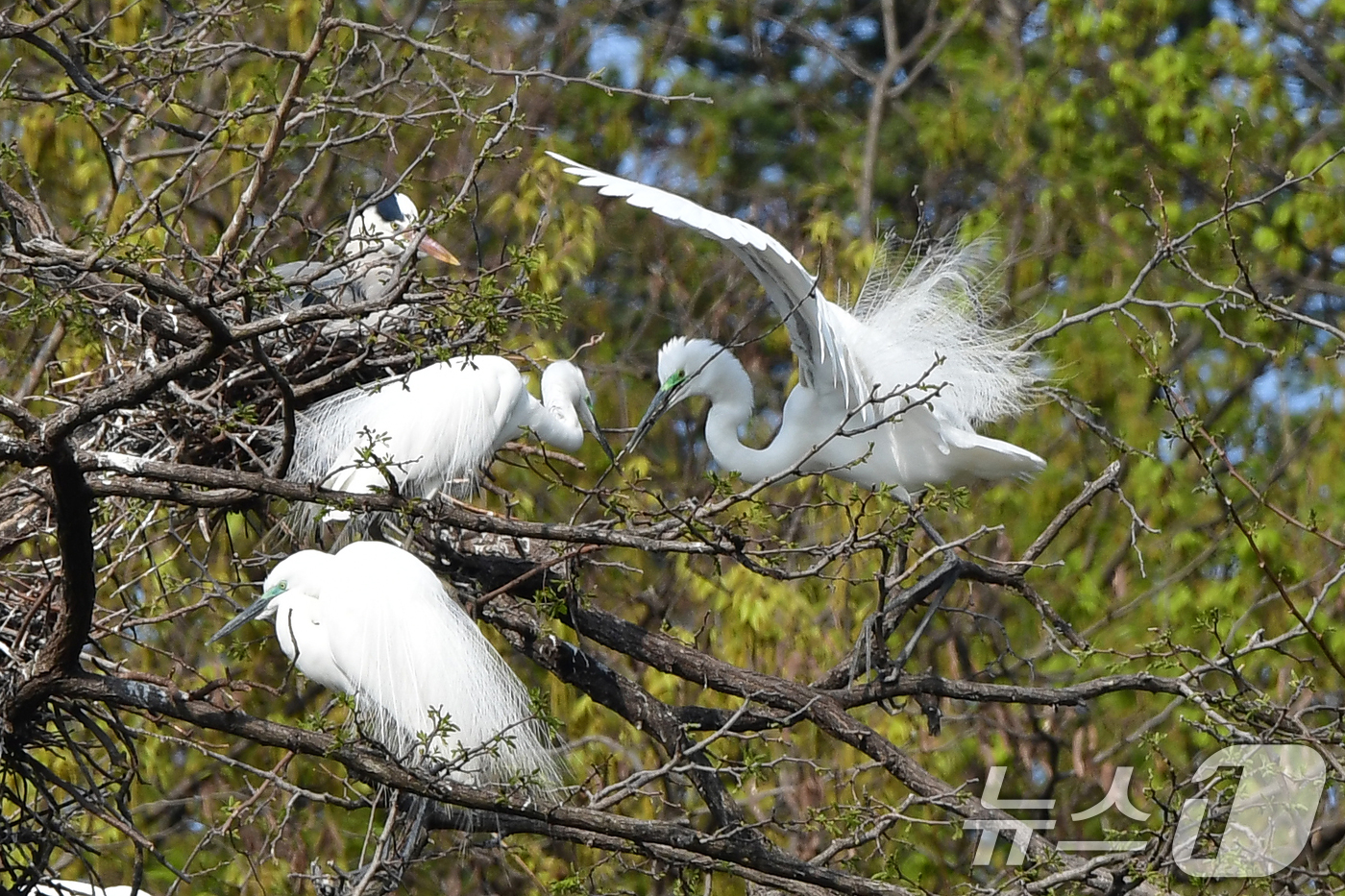 (포항=뉴스1) 최창호 기자 = 10일 오전 경북 포항시 남구 포스텍 뒷편 산에서 번식을 앞둔 백로들이 둥지 만들기에 한창이다. 2025.4.10/뉴스1