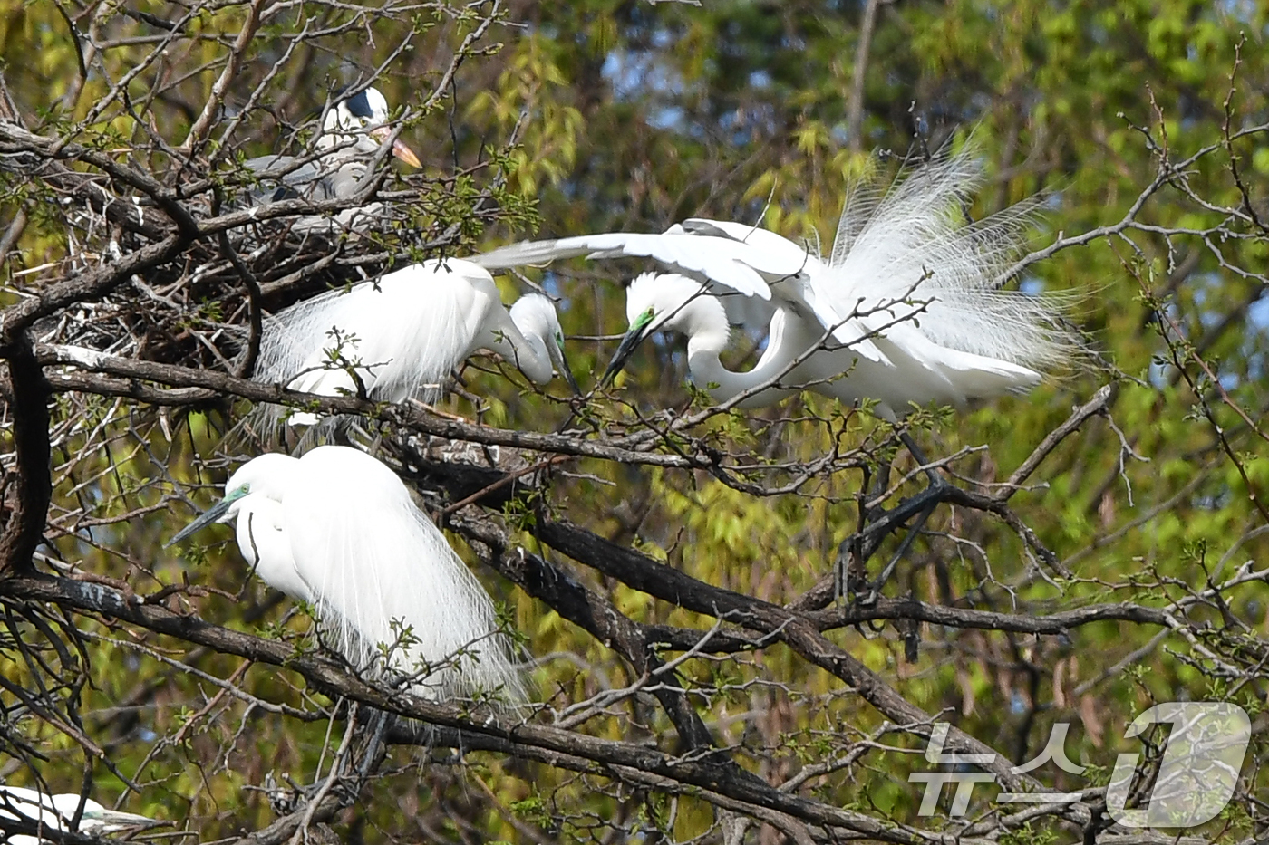(포항=뉴스1) 최창호 기자 = 10일 오전 경북 포항시 남구 포스텍 뒷편 산에서 번식을 앞둔 백로들이 둥지 만들기에 한창이다. 2025.4.10/뉴스1