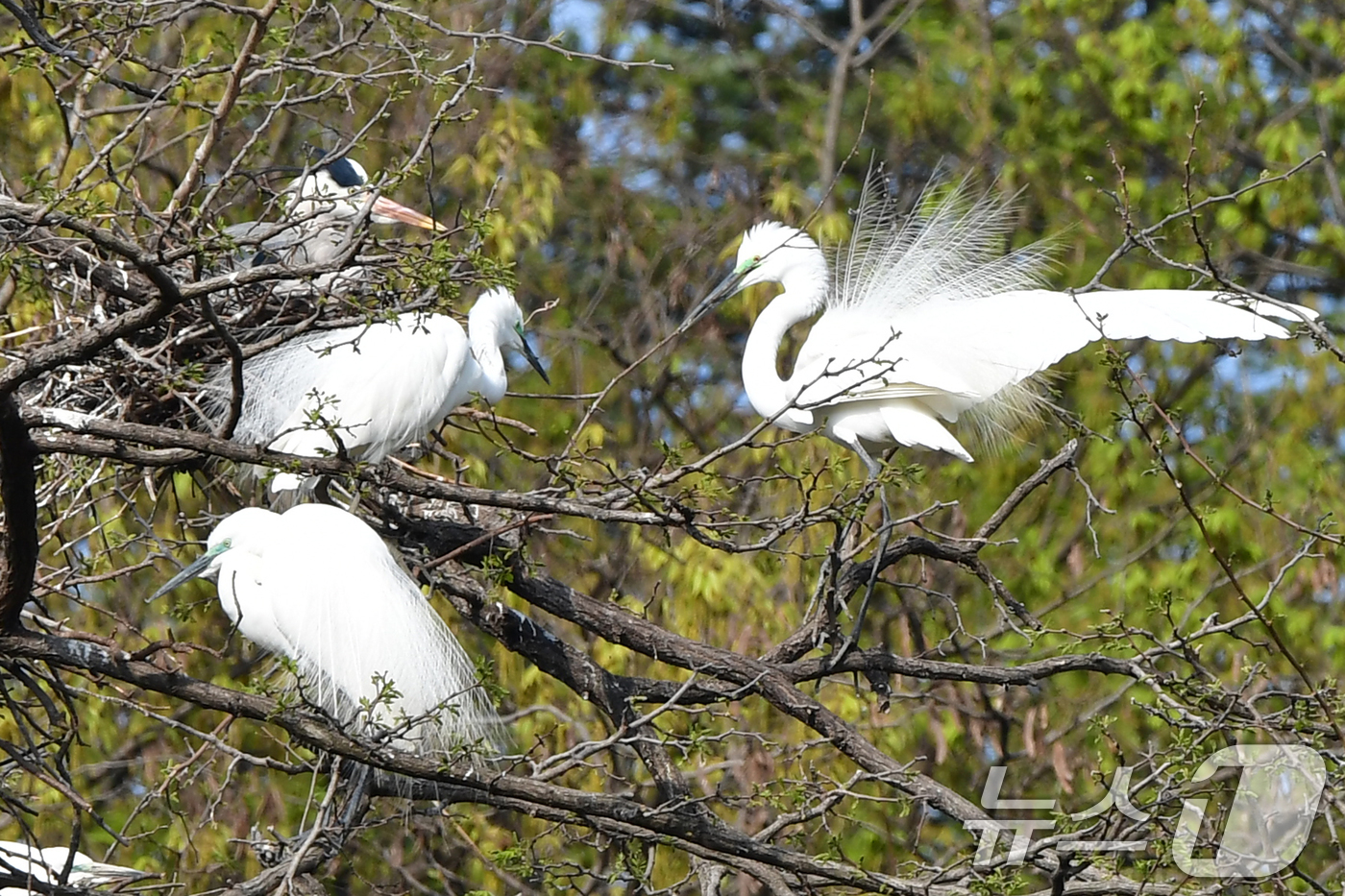 (포항=뉴스1) 최창호 기자 = 10일 오전 경북 포항시 남구 포스텍 뒷편 산에서 번식을 앞둔 백로들이 둥지 만들기에 한창이다. 2025.4.10/뉴스1