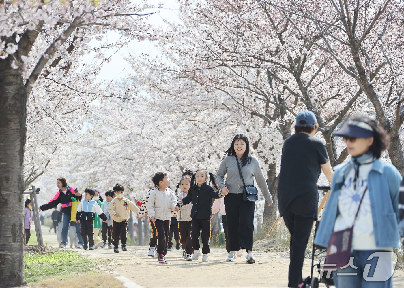 본문 이미지 - 2025 강릉경포벚꽃축제 현장.(강릉시 제공, 재판매 및 DB 금지) 2025.4.10/뉴스1