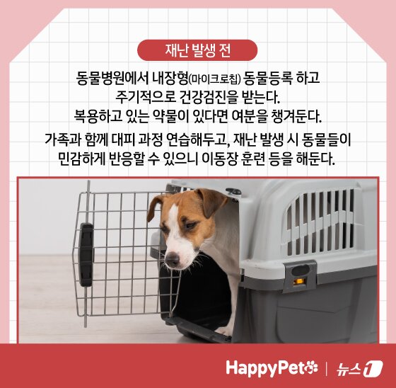 본문 이미지 - 재난 대비 펫카드 ⓒ 뉴스1