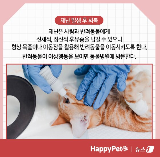 본문 이미지 - 재난 대비 펫카드 ⓒ 뉴스1