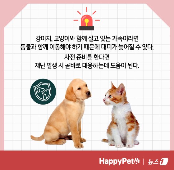 본문 이미지 - 재난 대비 펫카드 ⓒ 뉴스1