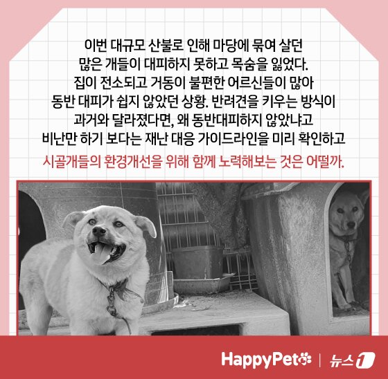 본문 이미지 - 재난 대비 펫카드 ⓒ 뉴스1