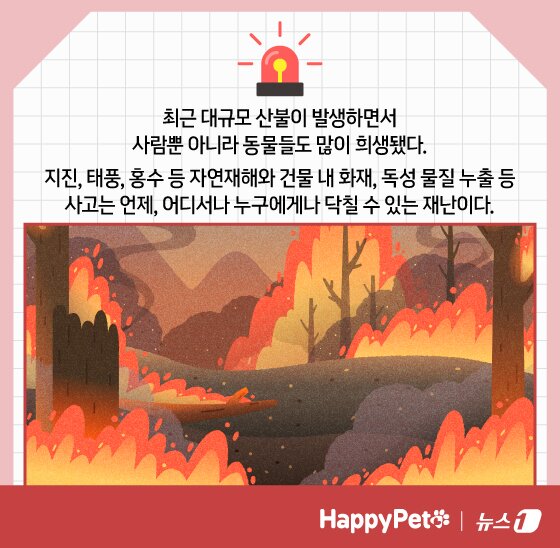 본문 이미지 - 재난 대비 펫카드 ⓒ 뉴스1