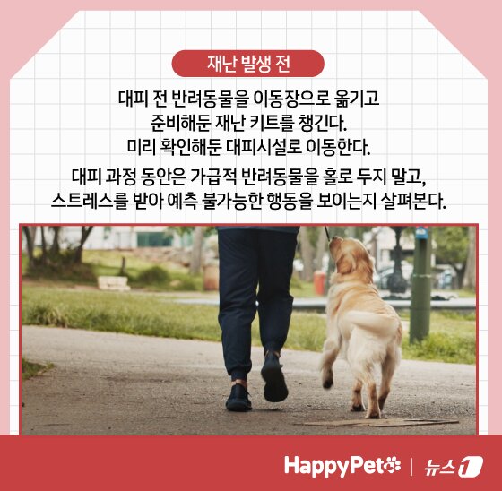 본문 이미지 - 재난 대비 펫카드 ⓒ 뉴스1