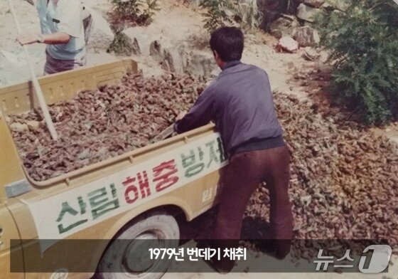 본문 이미지 - 1979년 번데기 채취  &#40;산림청 제공.재판매 및 DB금지&#41;/뉴스1