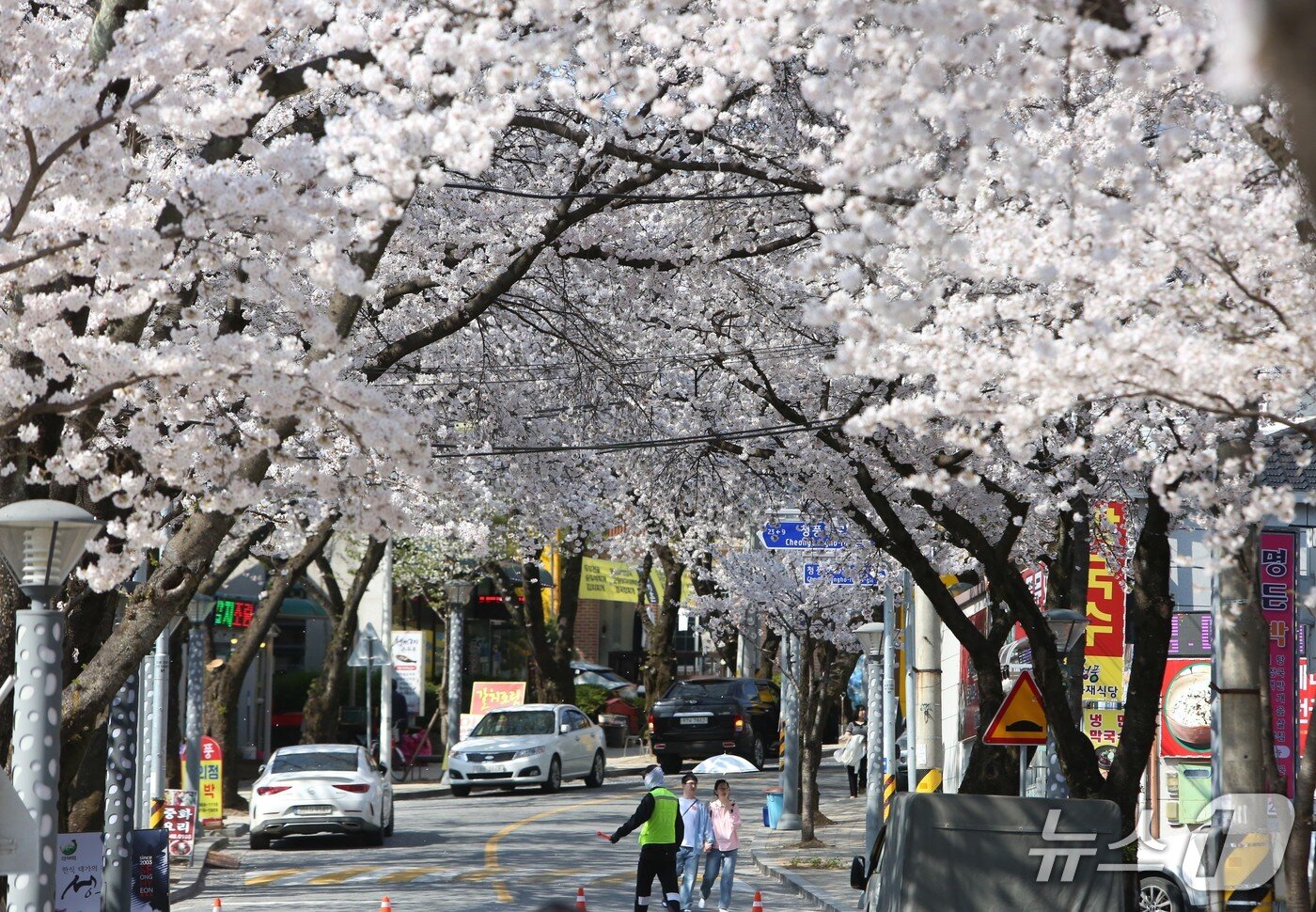 본문 이미지 - 제천시 청풍면 물태리 청풍호 벚꽃축제. 2025.4.11./뉴스1 ⓒ News1 손도언 기자 