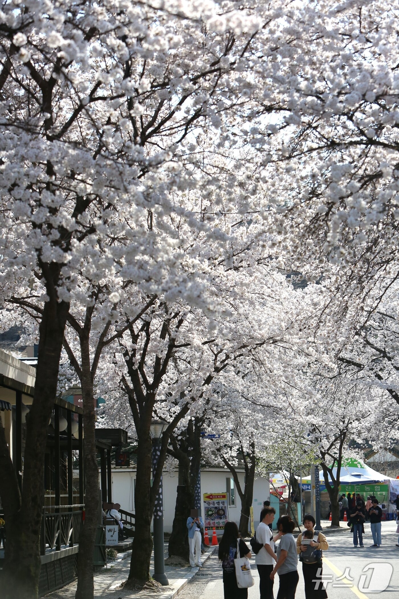 본문 이미지 - 제천시 청풍면 물태리 청풍호 벚꽃축제. 2025.4.11./뉴스1 ⓒ News1 손도언 기자  