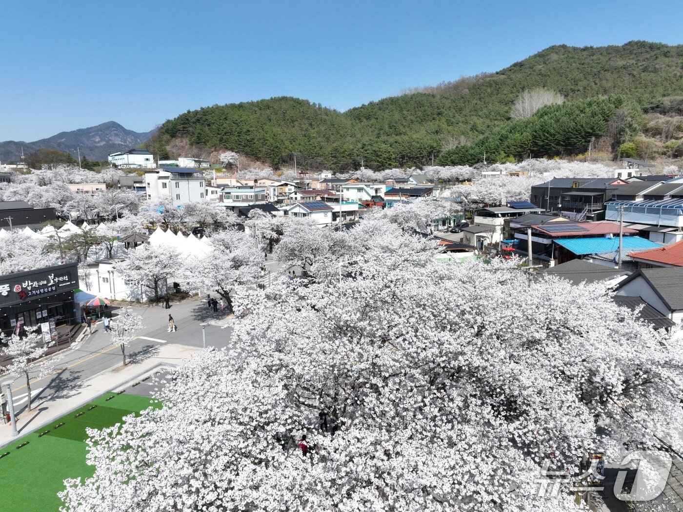 본문 이미지 -  드론으로 본 제천시 청풍면 물태리 청풍 벚꽃축제 현장.(제천시의회 제공. 재판매 및 DB금지)/뉴스1