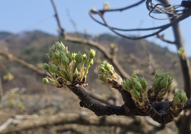 "과수 개화 빨라져" 옥천군 저온피해 현장기술지원단 운영