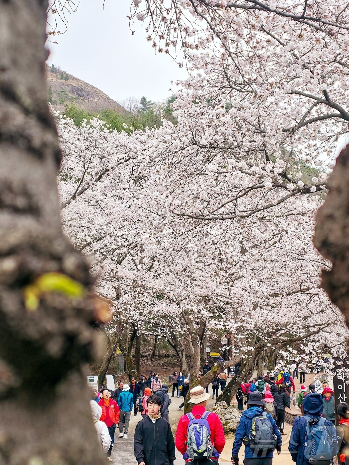 본문 이미지 - 13일 전북자치도 진안군에 소재한 마이산에 벚꽃이 만개해 많은 상춘객들이 화려한 꽃을 감상하고 있다.(진안군제공. 재판매 및 DB금지)2025.4.13/뉴스1 