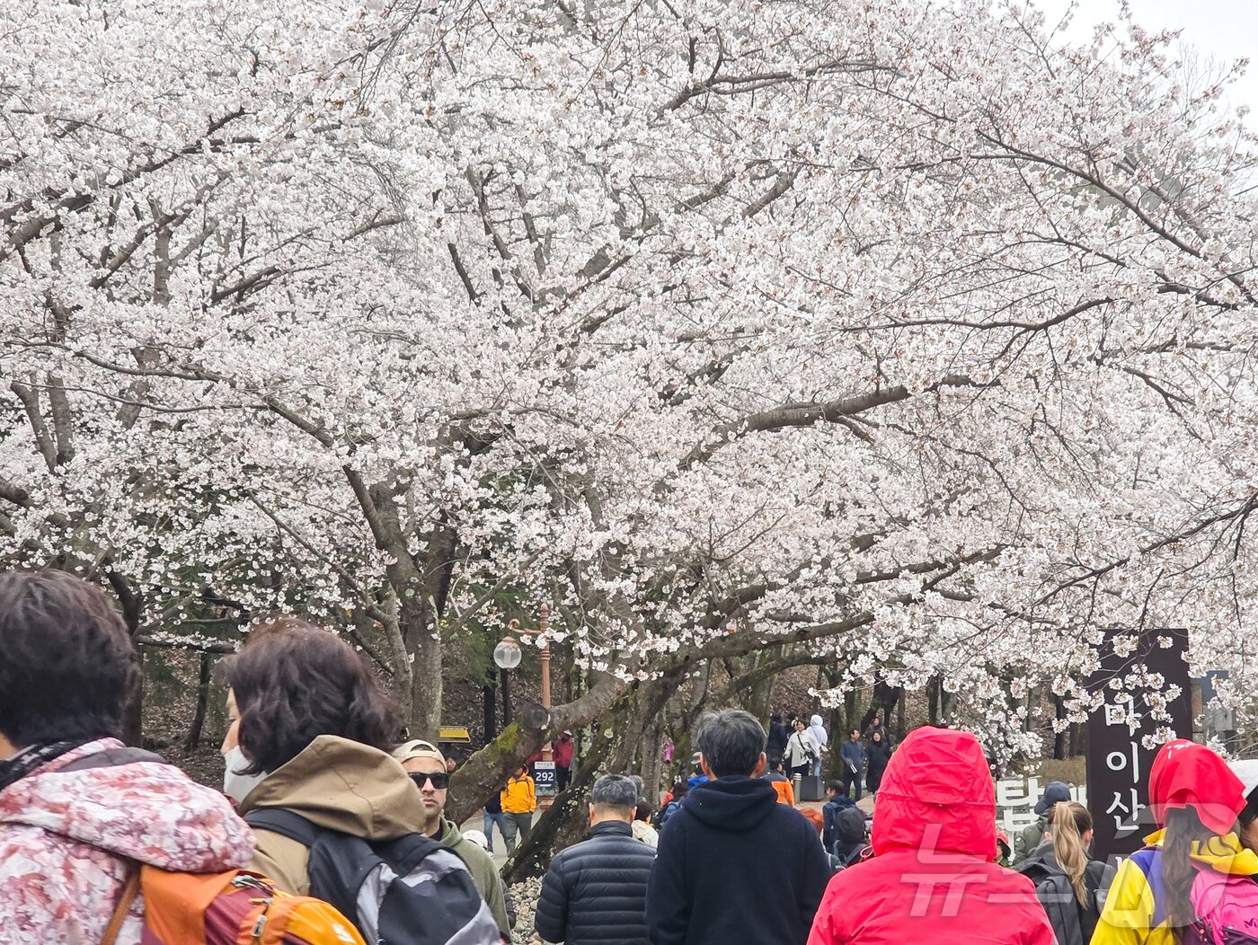 본문 이미지 - 13일 전북자치도 진안군에 소재한 마이산에 벚꽃이 만개해 많은 상춘객들로 북적이고 있다.(진안군제공. 재판매 및 DB금지)2025.4.13/뉴스1 