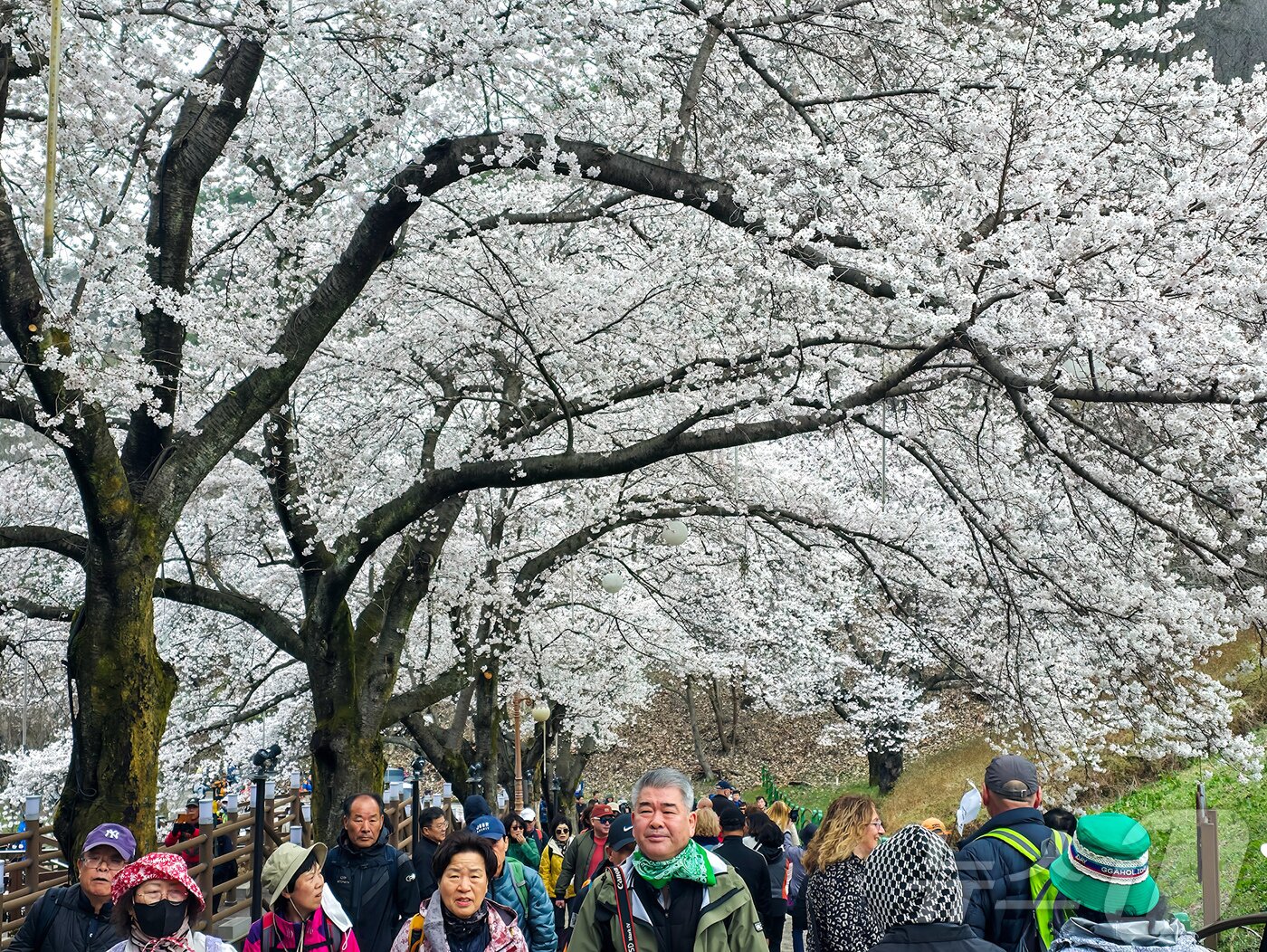 본문 이미지 - 13일 전북자치도 진안군에 소재한 마이산에 벚꽃이 만개해 주말 많은 상춘객들이 이곳을 찾았다.(진안군제공. 재판매 및 DB금지)2025.4.13/뉴스1