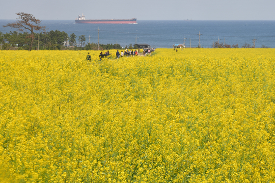 포항 호미반도 유채꽃축제 4월4~5일…100만㏊ 최대 규모