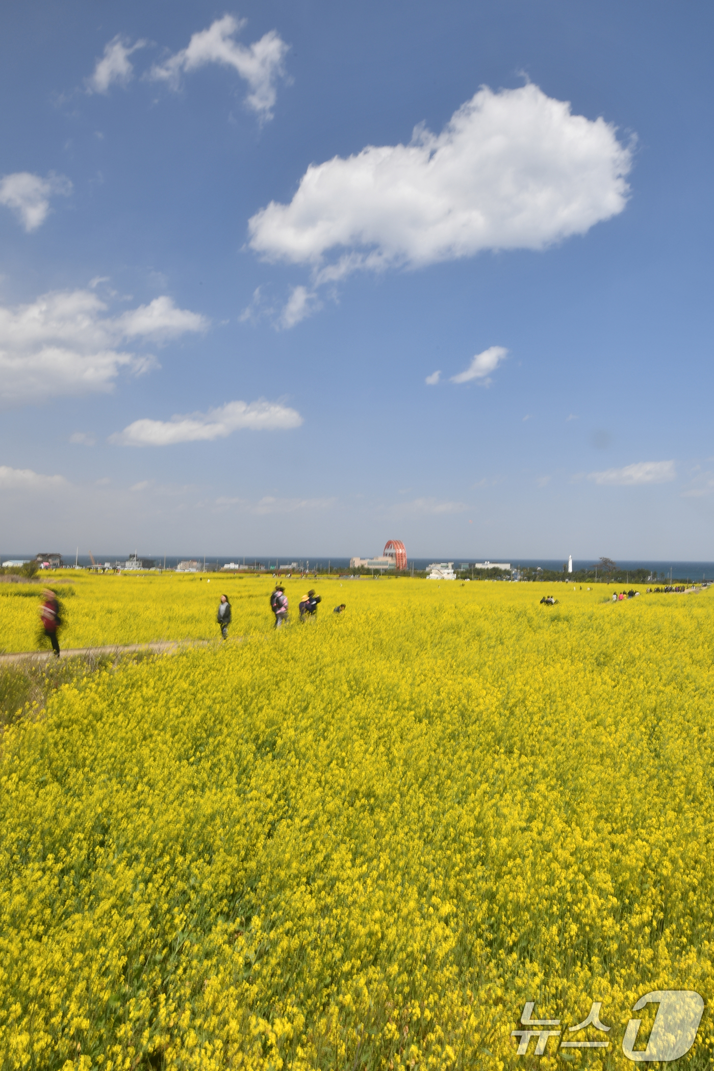 (포항=뉴스1) 최창호 기자 = 13일 오후 경북 포항시 남구 호미곶면에 있는 유채밭에서 관광객들이 바람에 흔날리는 유채꽃 사이로 걸어가고 있다. 2025.4.13/뉴스1