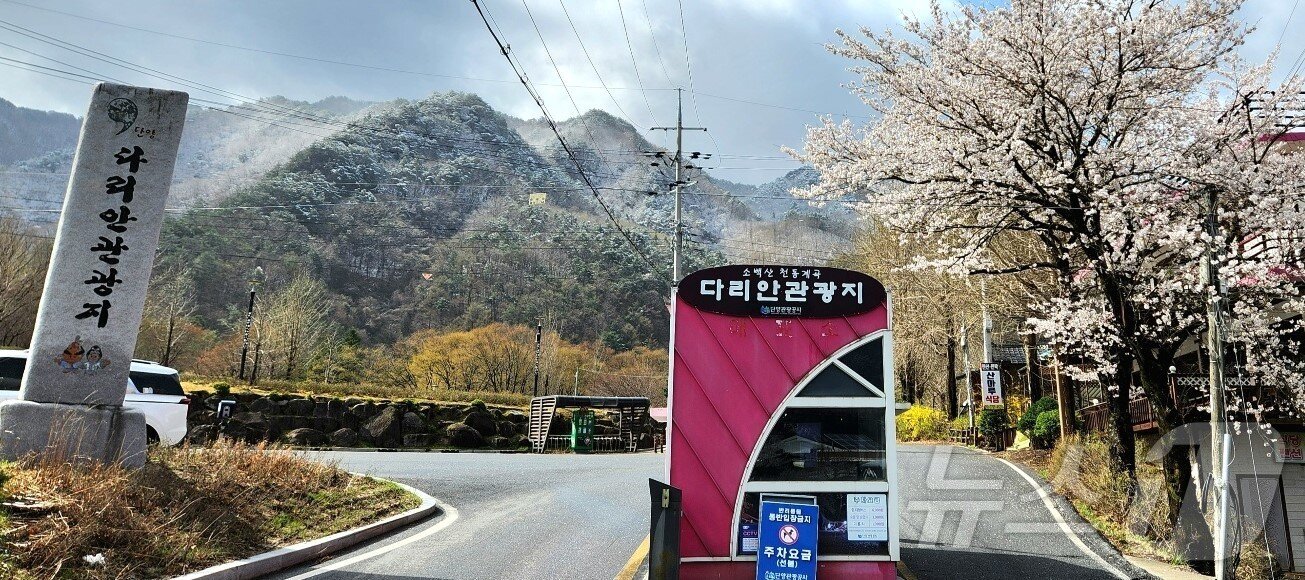 본문 이미지 - 13일 오전 충북 단양군 소백산 일대에 눈이 내려 4월 벚꽃과 어우러져 이색적인 풍경을 연출하고 있다. &#40;독자 제공. 재판매 및 DB 금지&#41; 2025.4.13/뉴스1 ⓒ News1 손도언 기자