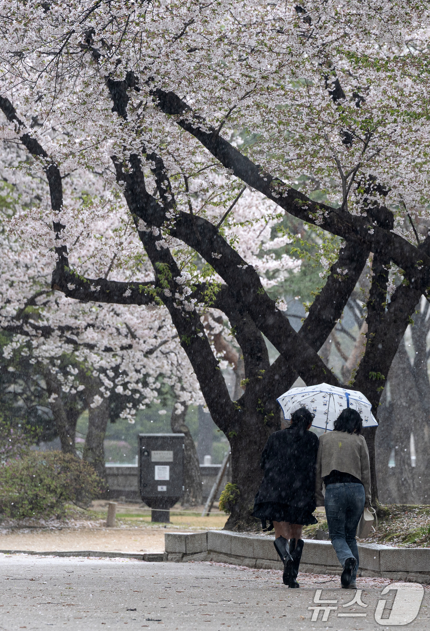 (서울=뉴스1) 이승배 기자 = 13일 오후 서울 중구 덕수궁에서 시민들이 갑자기 내린 비로 우산을 쓰고 발걸음을 옮기고 있다. 2025.4.13/뉴스1