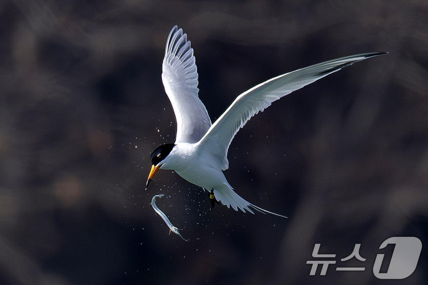 (고창=뉴스1) 최창호 기자 = 멸종위기 1급인 뿔제비갈매기가 지난 11일 오후 전남 고창 구시포 해안에서 먹잇감을 사냥하는 모습이 카메라에 잡혔다. (생태사진가 강훈구 씨 제공, …