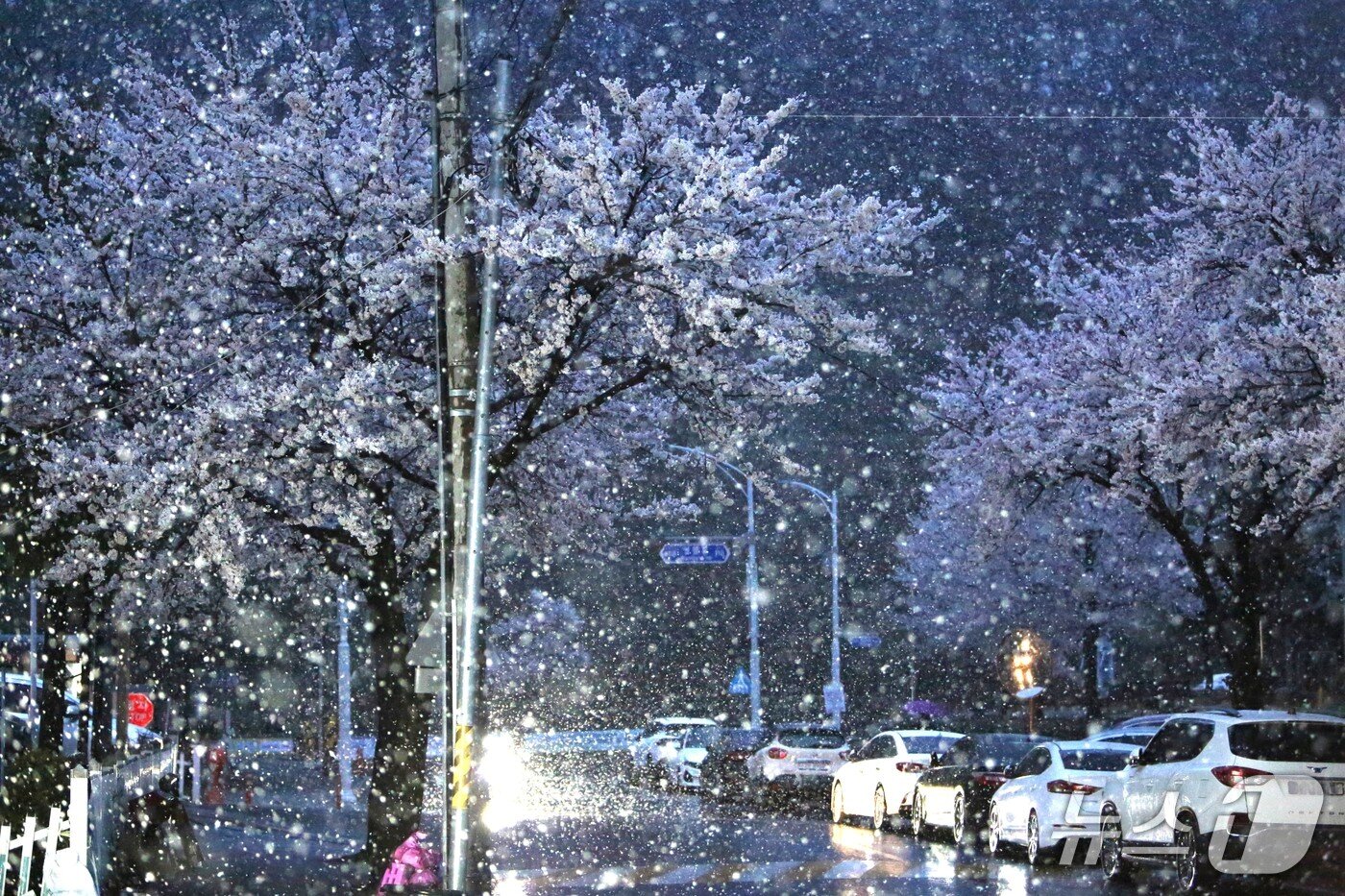 본문 이미지 - 13일 오후 7시쯤 충북 제천지역에 폭설이 내려, 이색 풍경을 연출했다.2025.4.13./뉴스1 ⓒ News1 손도언 기자 