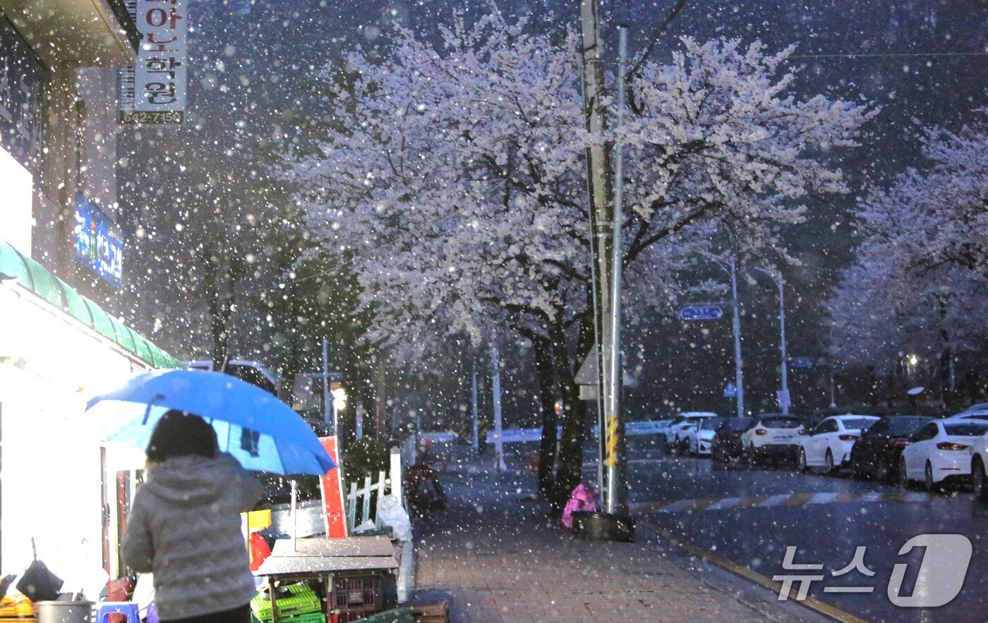 본문 이미지 - 13일 오후 7시쯤 충북 제천지역에 폭설이 내려, 이색 풍경을 연출했다.2025.4.13./뉴스1 ⓒ News1 손도언 기자 