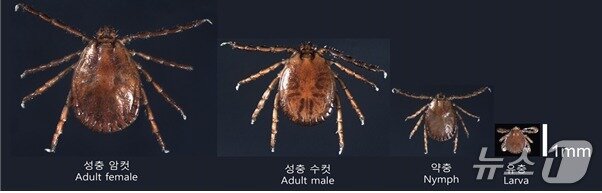 본문 이미지 - 발생단계별 참진드기 모습&#40;질병청 제공&#41; 2025.4.14/뉴스1ⓒ News1